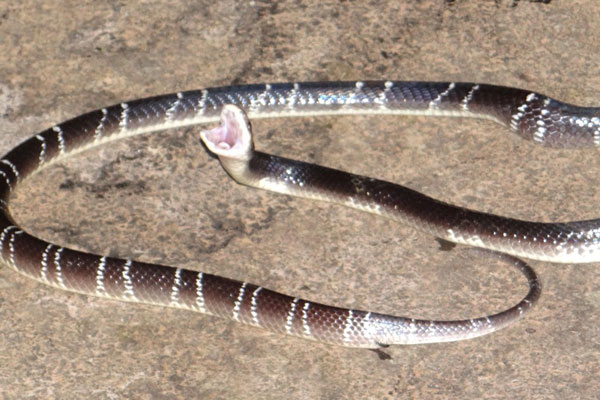 ঘুমন্ত অবস্থায় সাপের কামড়ে শিশুর মৃত্যু