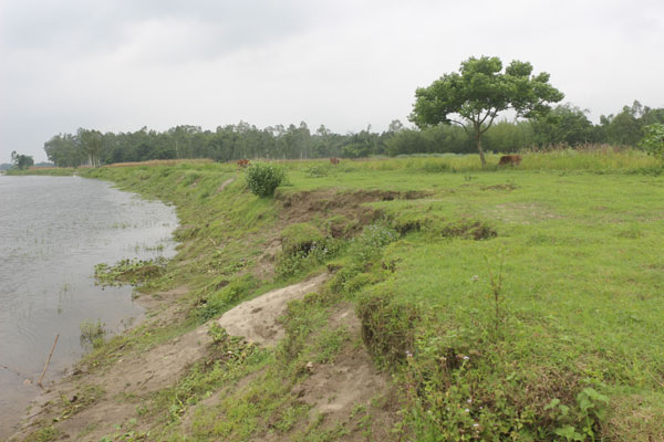 আত্রাই নদীর ভাঙনে হুমকির মুখে ফসলি জমি-বসতবাড়ি