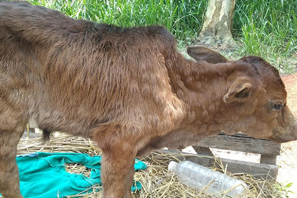 কুড়িগ্রামের অজ্ঞাত রোগে গরুর মৃত্যু