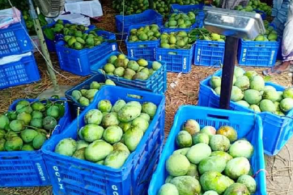 চাঁপাইনবাবগঞ্জে আমে এবার মিলছেনা আসল স্বাদ ও গন্ধ, দামও বেশি