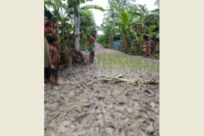 শার্শায় কাঁচা রাস্তা পাকা না করায় ধানের চারা রোপন করে প্রতিবাদ