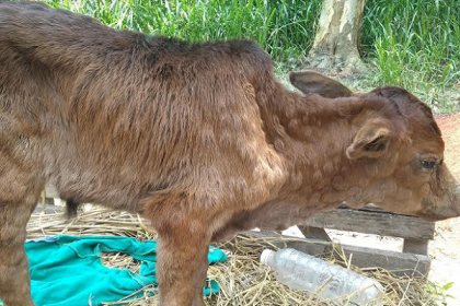 কুড়িগ্রামের অজ্ঞাত রোগে গরুর মৃত্যু