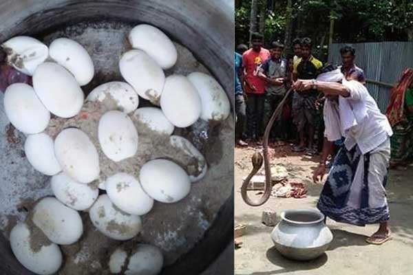 কুষ্টিয়ায় রান্না ঘর থেকে দুই গোখরা সাপ ও ২৬টি ডিম উদ্ধার