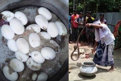 কুষ্টিয়ায় রান্না ঘর থেকে দুই গোখরা সাপ ও ২৬টি ডিম উদ্ধার