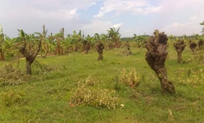 বেনাপোলে দেড় বিঘা জমির কুল বাগান কেটে নষ্ট করেছে দুর্বৃত্তরা