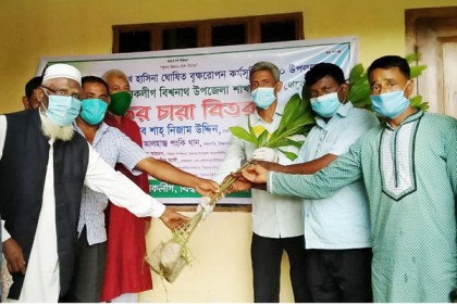 মুজিববর্ষে বিশ্বনাথে বিনামূল্যে গাছের চারা বিতরণ