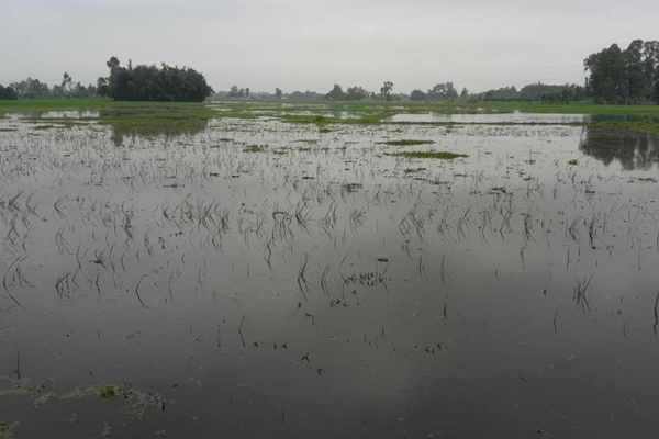 দিনাজপুরে দুই হাজার হেক্টর আবাদি জমি পানির নিচে

