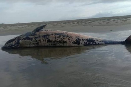 শাহপরীর দ্বীপে ভেসে এলো বিশাল আকৃতির ডলফিন