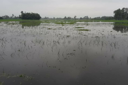 দিনাজপুরে দুই হাজার হেক্টর আবাদি জমি পানির নিচে

