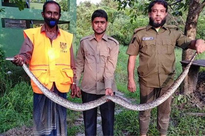 সুন্দরবনে দুটি অজগর অবমুক্ত