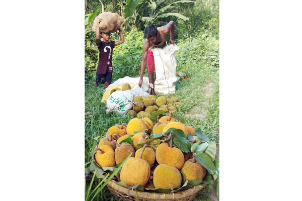 লাল পাহাড়ে চাপালিশের রঙের বাহার
