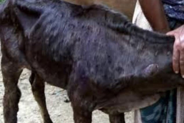 ঠাকুরগাঁওয়ে লাম্পি স্কিন রোগে ২৪ ঘণ্টায় ২০ গরুর মৃত্যু!
