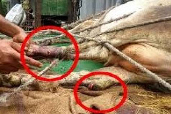 দুই পায়ের রগ কেটে গরুর সাথে শত্রুতা!