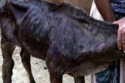 ঠাকুরগাঁওয়ে লাম্পি স্কিন রোগে ২৪ ঘণ্টায় ২০ গরুর মৃত্যু!