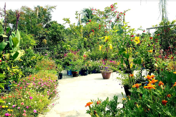 ছাদ বাগানতো নয়, যেন এক টুকরো ভালোবাসা 