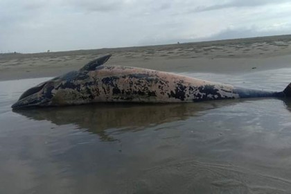 সৈকতে ভেসে আসা মৃত তিমিকে মাটিচাপা