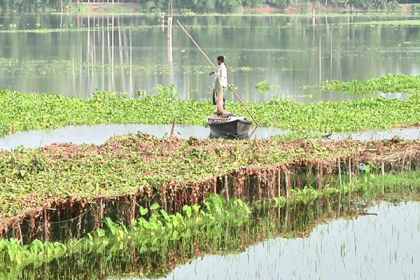 কুড়িগ্রামে নদীর পানি বৃদ্ধিতে জমির ফসল নিমজ্জিত

