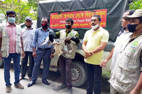 আগৈলঝাড়ায় বিরল প্রজাতির 
ঈগল ছানা বন বিভাগের কাছে হস্তান্তর