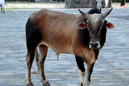 গোবর কিনতে কমিটি গঠন