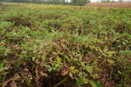 চীনা বাদামের ভাল ফলন ও দামে কৃষকের মুখে হাসি