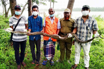 ১০ ফুটের অজগর সুন্দরবনে অবমুক্ত


