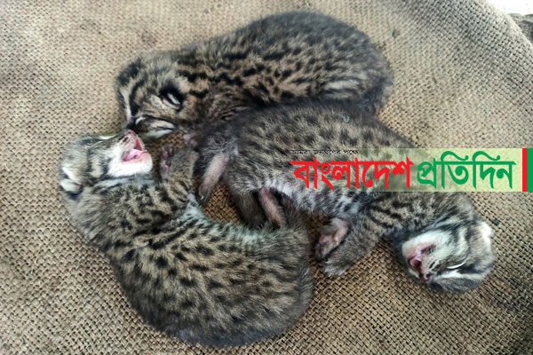 পাবনায় মেছো বাঘের ৩ ছানা উদ্ধার