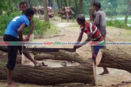 মান্দায় বন্যা নিয়ন্ত্রণ বাঁধের সরকারি গাছ কাটার অভিযোগ