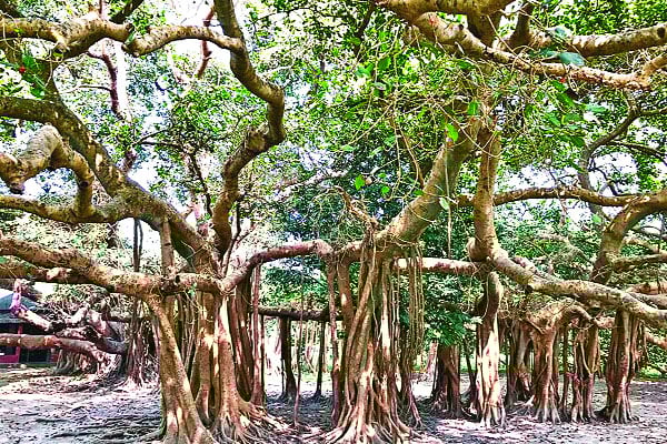 এশিয়া মহাদেশের বৃহত্তম বটগাছ