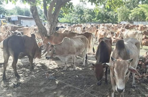 মিয়ানমার থেকে আসছে গবাদিপশু