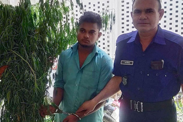 লেবুর বাগানে গাঁজা চাষ!