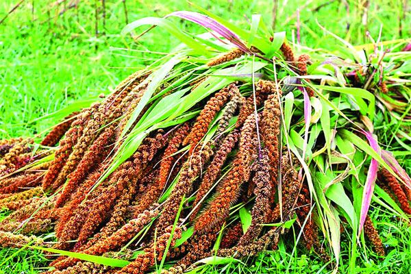 বিলুপ্তপ্রায় কাউন এখন শখের চাষ