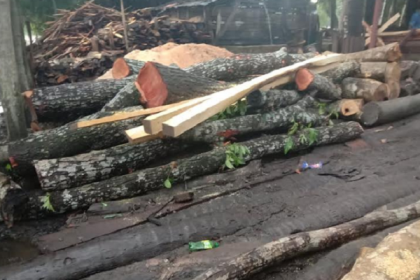 পিরোজপুরে রাস্তার পাশের সরকারি গাছ কেটে নেয়ার অভিযোগ