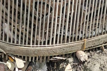 মুন্সীগঞ্জে ধরা পড়েছে ভয়ংকর বিষধর 'রাসেল ভাইপার' সাপ