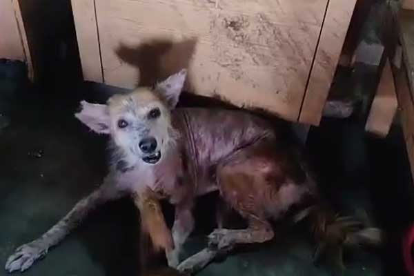পথপ্রাণির সেবার নামে চাঁদাবাজি!