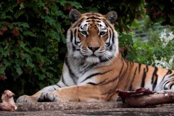 দর্শনার্থীদের সামনে বাঘের হাতে চিড়িয়াখানা কর্মীর মৃত্যু