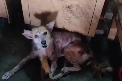 পথপ্রাণির সেবার নামে চাঁদাবাজি!