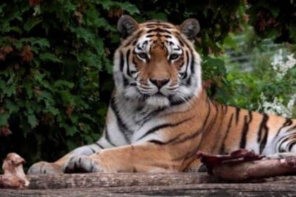 দর্শনার্থীদের সামনে বাঘের হাতে চিড়িয়াখানা কর্মীর মৃত্যু