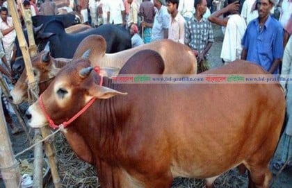 নাটোরে গরুর হাটে দাম মেলেনি পশুর, মানা হচ্ছে না স্বাস্থ্যবিধি