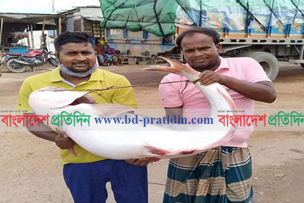 ২৮ কেজির পাঙ্গাশ, দাম ৩৮০০০ টাকা!
