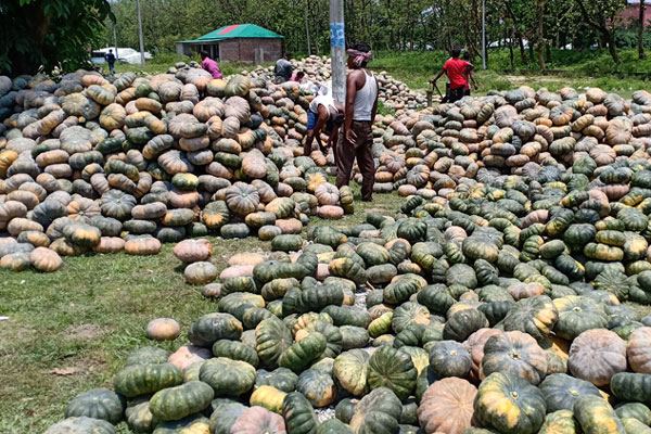 ঠাকুরগাঁওয়ে ফলন বেশি হলেও দামে হতাশ মিষ্টি কুমড়া চাষিরা