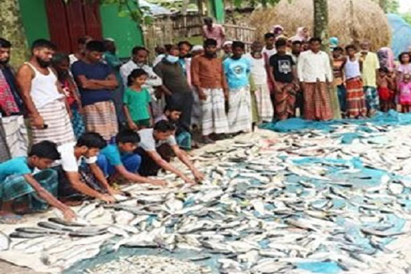 সিংড়ায় মসজিদের পুকুরে বিষ দিয়ে মাছ নিধন