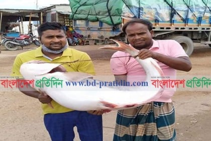 ২৮ কেজির পাঙ্গাশ, দাম ৩৮০০০ টাকা!