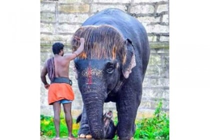 বব-কাট চুলে নজর কাড়ছে হাতি, নেট দুনিয়ায় ভাইরাল