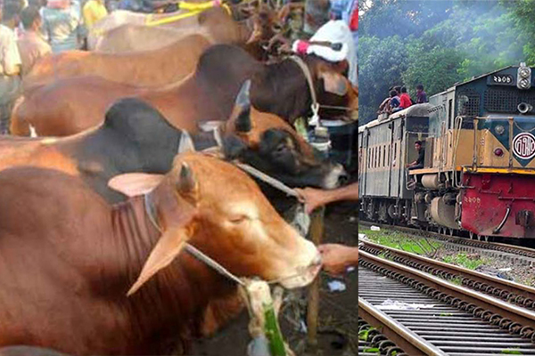 এবার ট্রেনে চড়বে গরু!