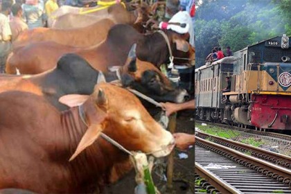 এবার ট্রেনে চড়বে গরু!