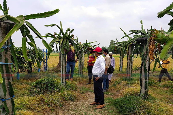 ড্রাগন ফলে রঙিন নওগাঁ