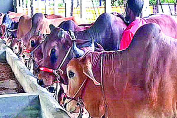 রংপুরে অনলাইনে পশুর হাট