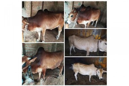 হাকিমপুরে অনলাইনে পশুর হাট 