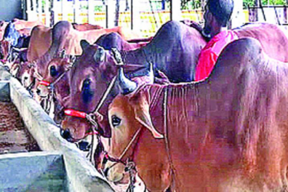 রংপুরে অনলাইনে পশুর হাট