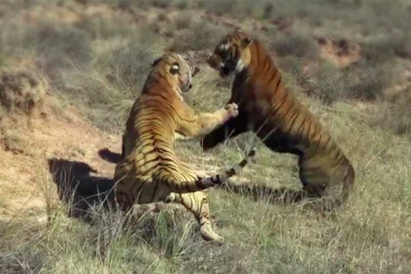 ভয়ঙ্কর লড়াইয়ে লিপ্ত দুই বাঘ, ভিডিও ভাইরাল